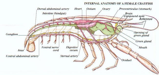 internal anatomy from the side